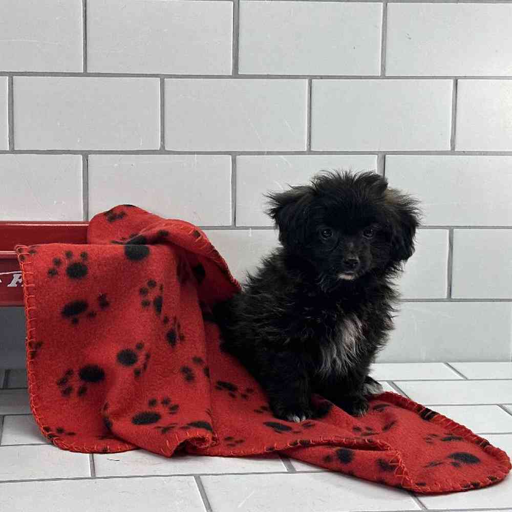 Male Papillon-Toy Poodle Puppy for Sale in Millersburg, IN