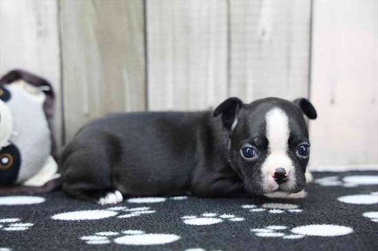 Boston Terrier