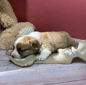 Pembroke Welsh Corgi