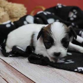 Papillon