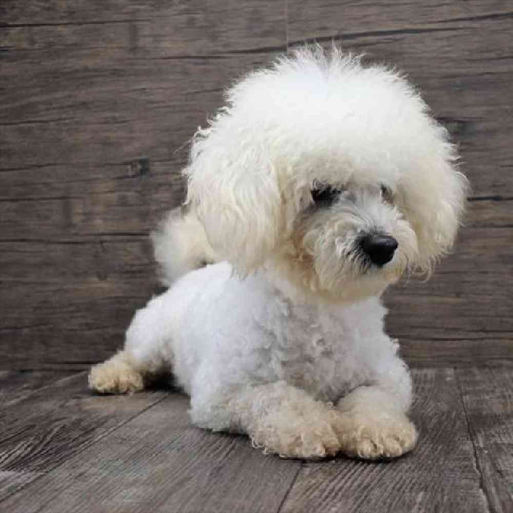 carousel pet images