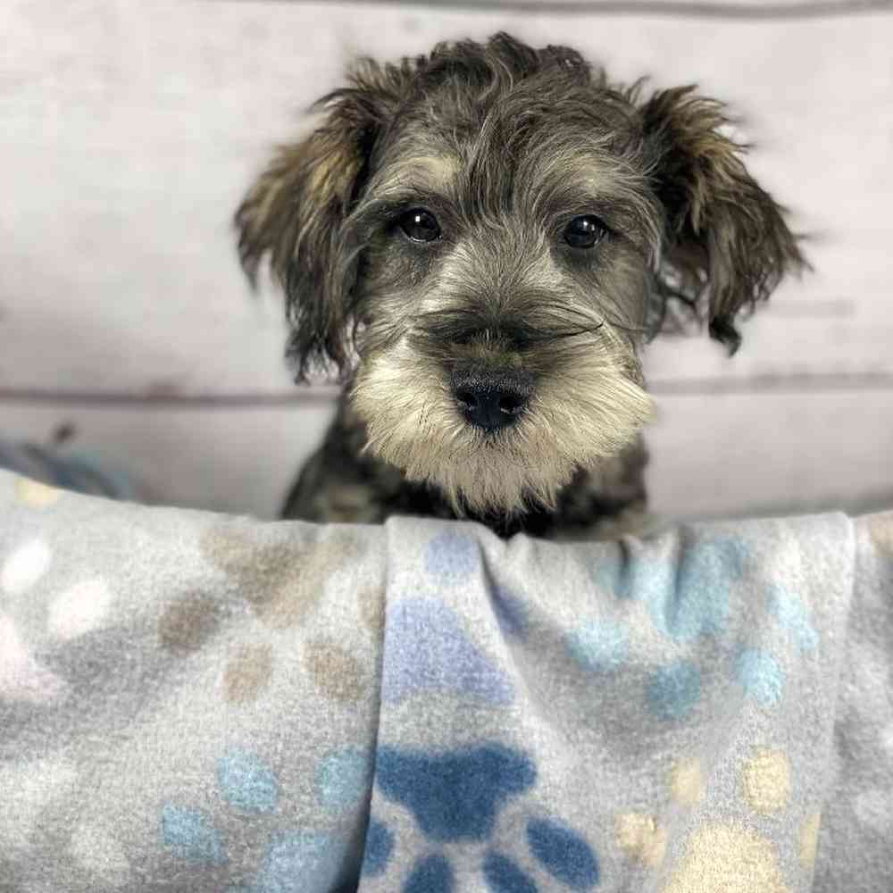carousel pet images