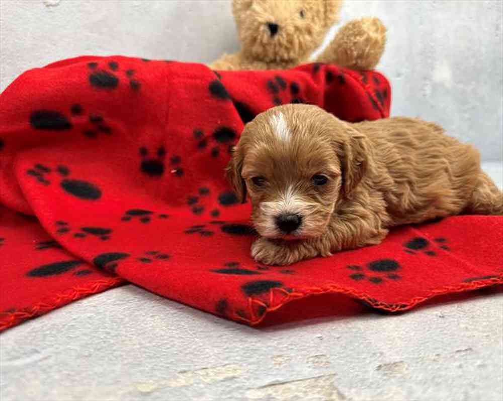 carousel pet images
