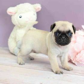Pug