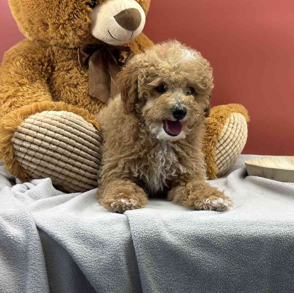 Female Mini Poodle Puppy for Sale in Millersburg, IN