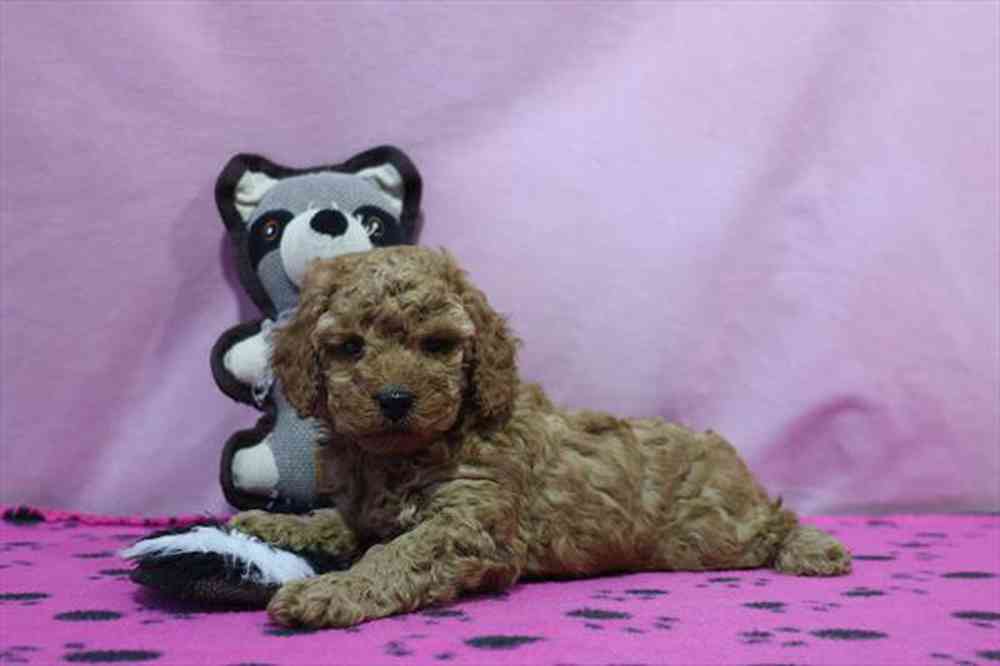 carousel pet images