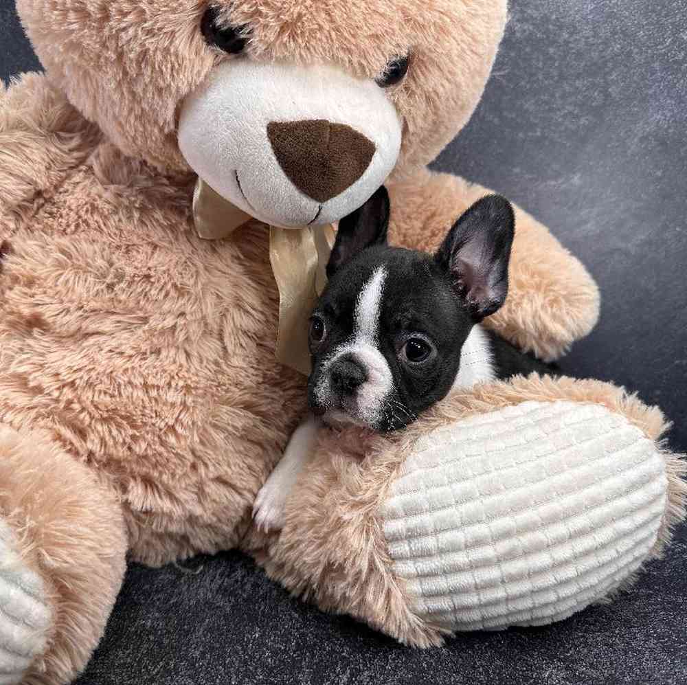 carousel pet images