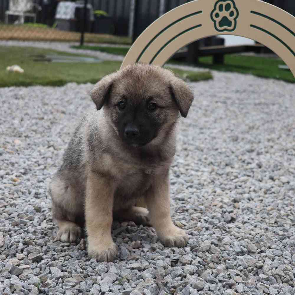 Female Norwegian Elkhound Puppy for Sale in Millersburg, IN