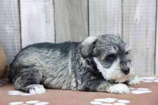 Mini Schnauzer