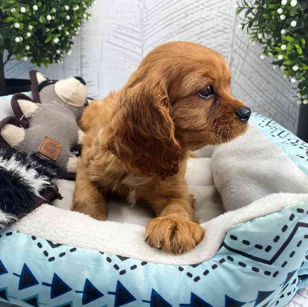 carousel pet images