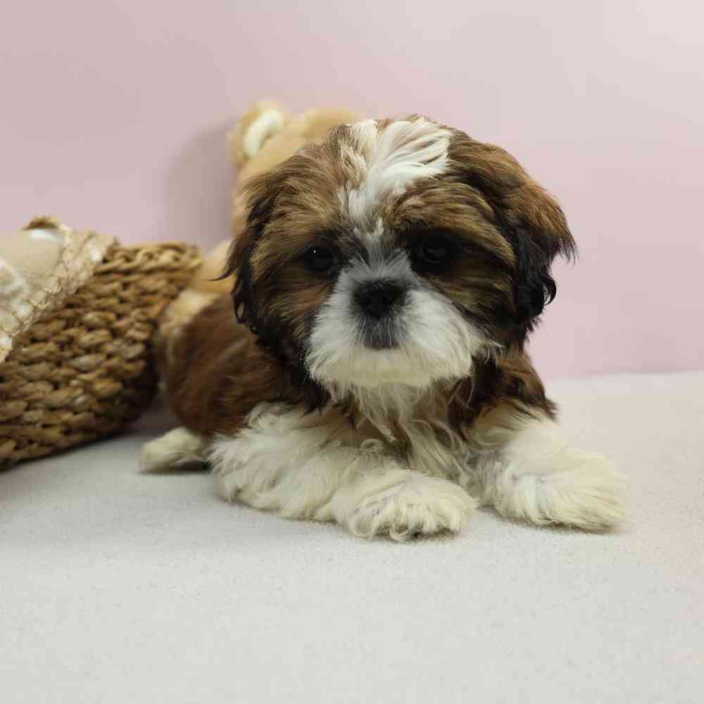 carousel pet images