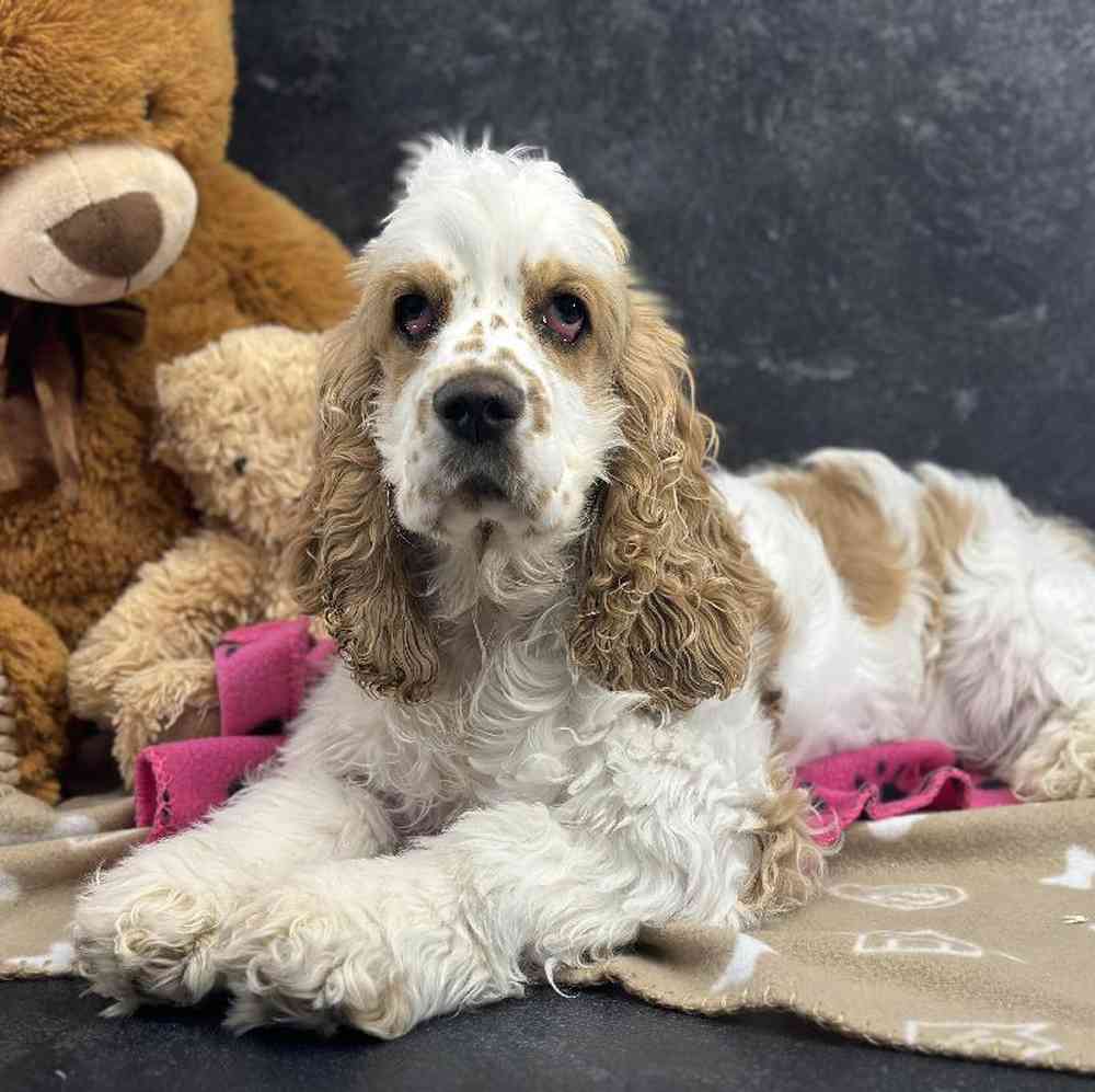 Female Cocker Spaniel Puppy for Sale in Millersburg, IN