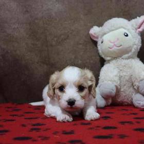 Cavachon