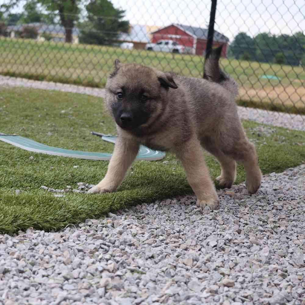 Male Norwegian Elkhound Puppy for Sale in Millersburg, IN