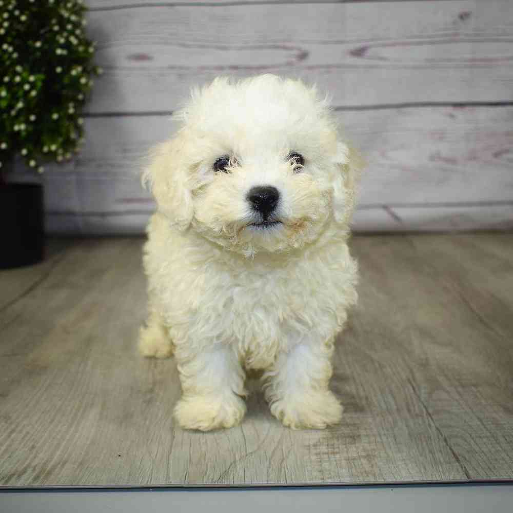 Male Bichon Puppy for sale