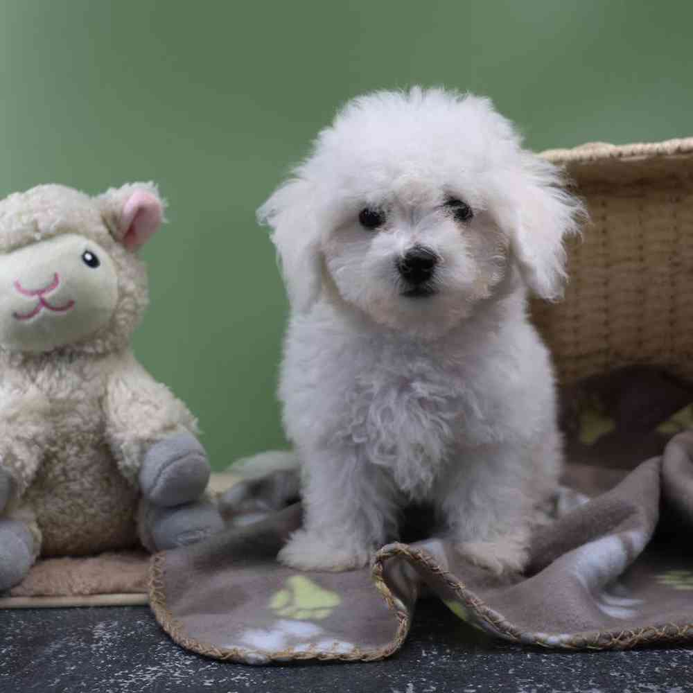 Male Bichon Puppy for Sale in Millersburg, IN