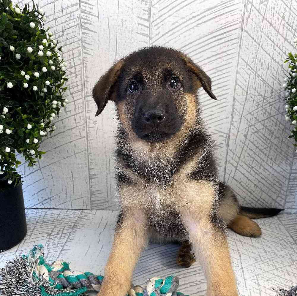 Female German Shepherd Puppy for sale