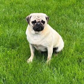 Pug