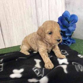 Mini Poodle