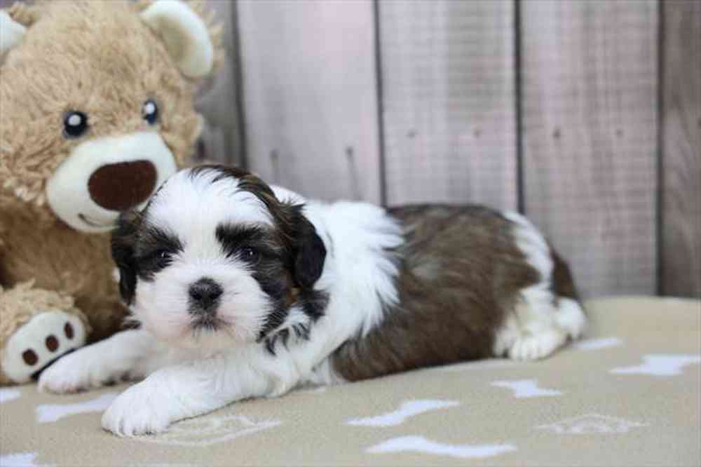 carousel pet images