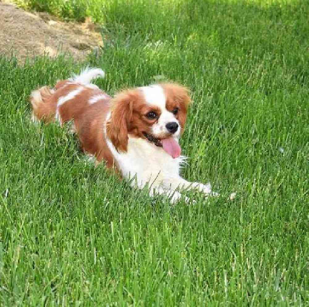 carousel pet images