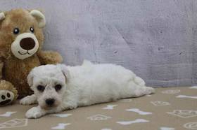 Bichon