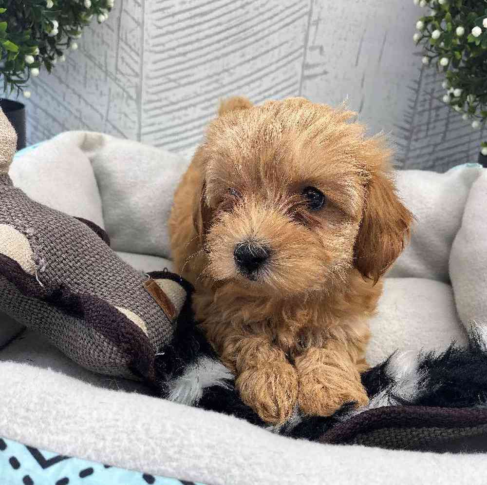 carousel pet images