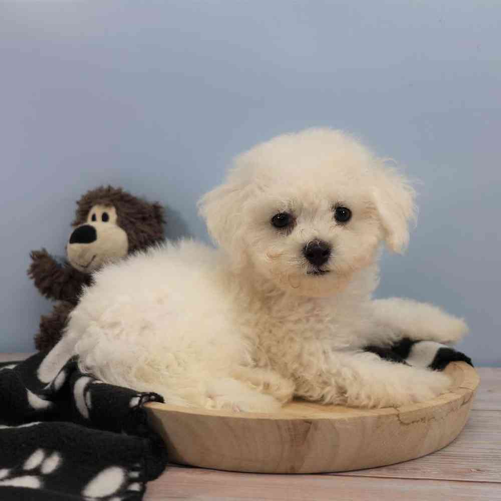Male Bichon Puppy for Sale in Millersburg, IN