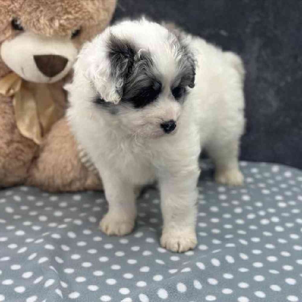 carousel pet images