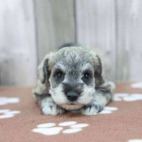 Mini Schnauzer
