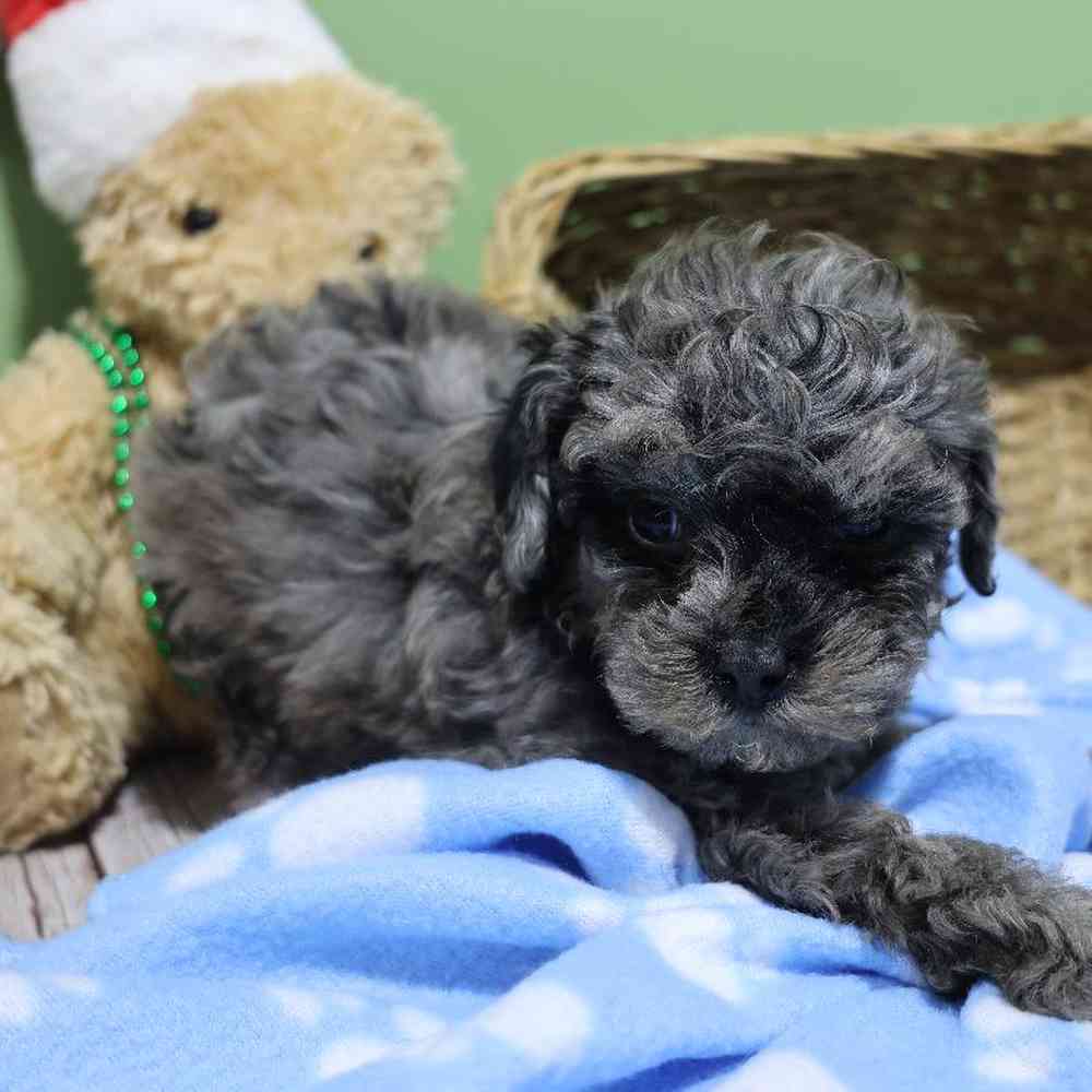 carousel pet images