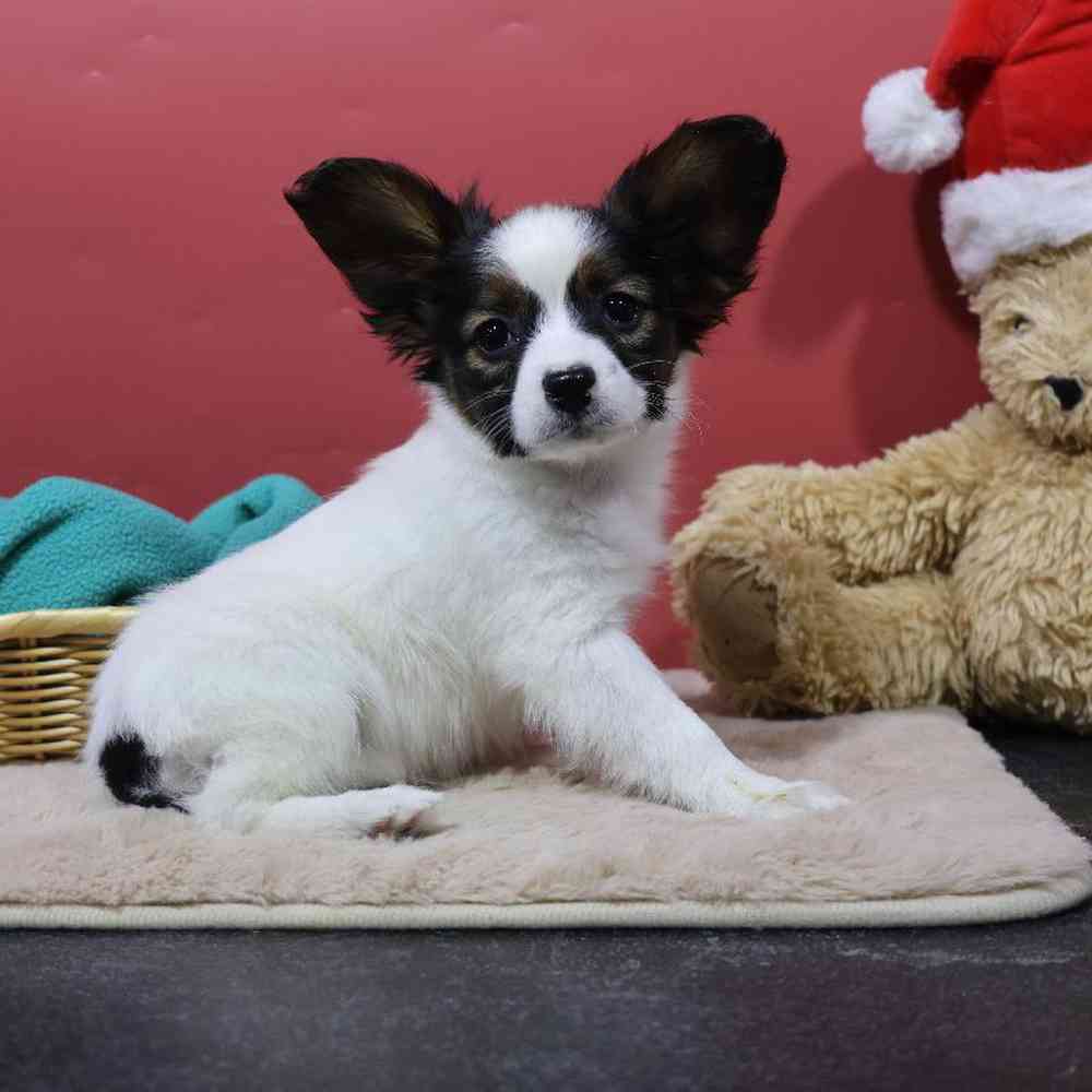 carousel pet images