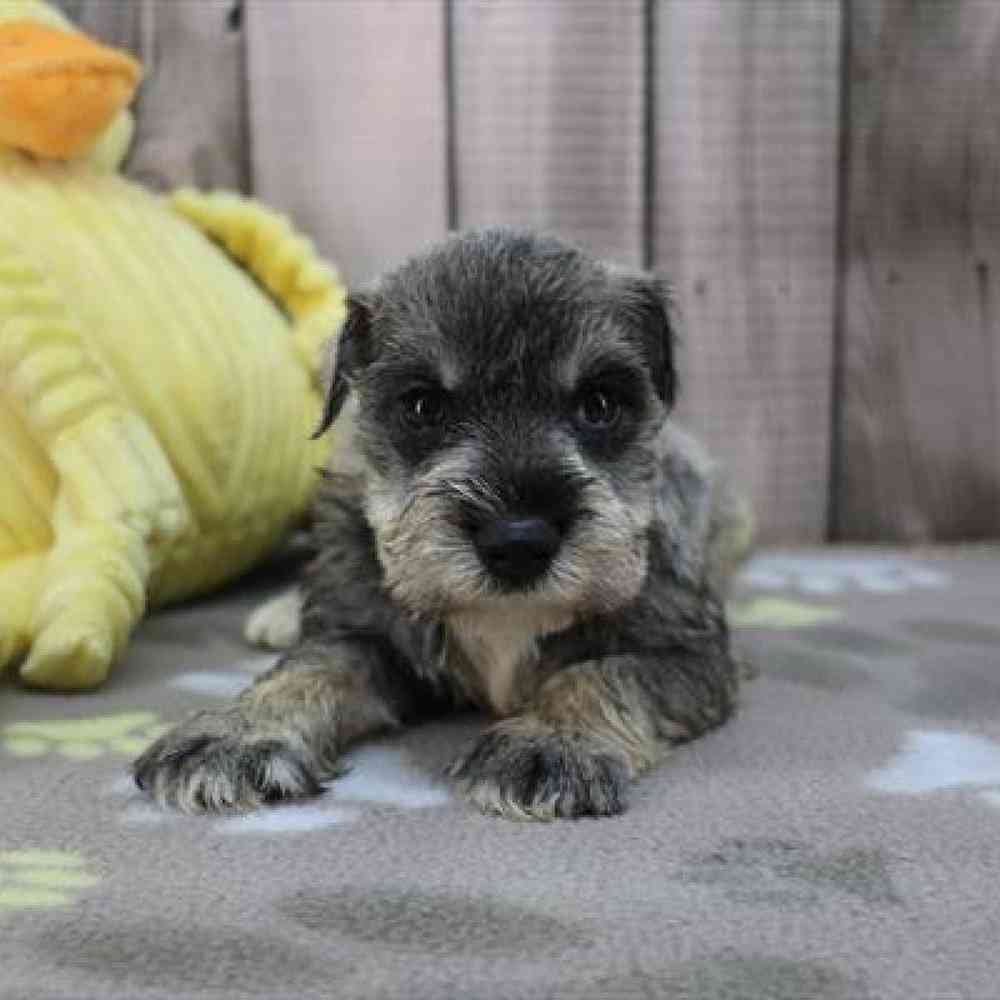 pet-img