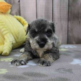 Mini Schnauzer