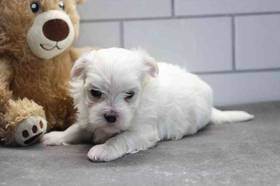 Maltese