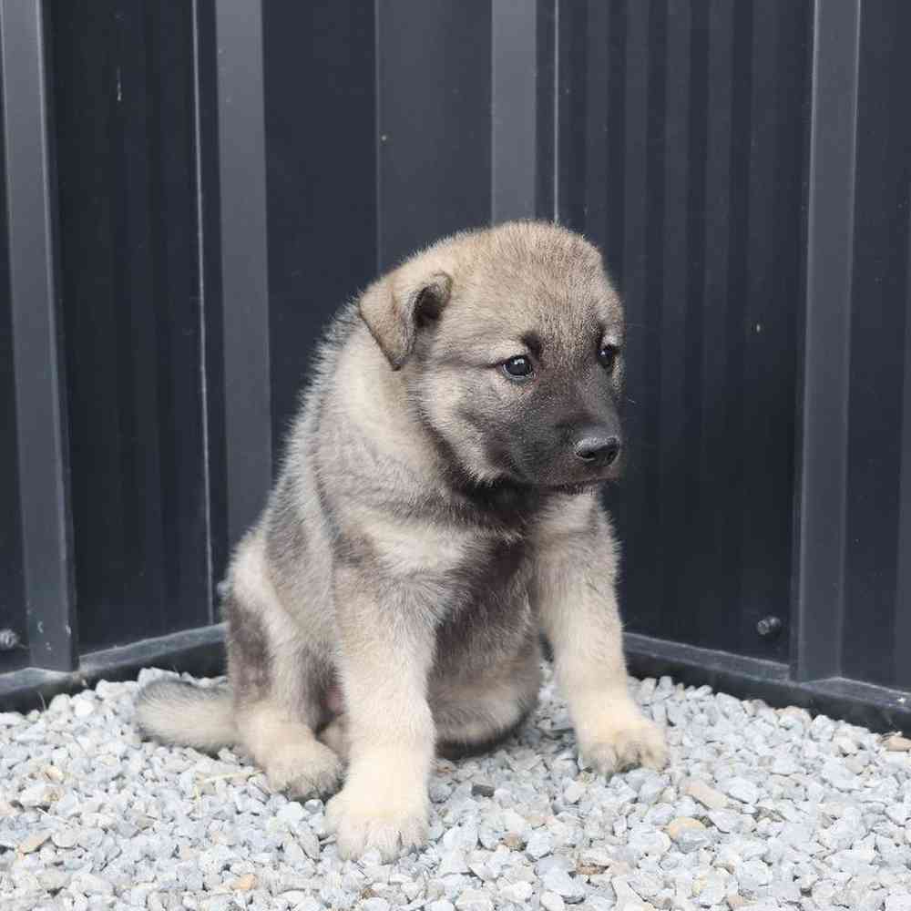 Male Norwegian Elkhound Puppy for Sale in Millersburg, IN