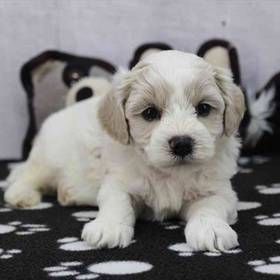 Shichon