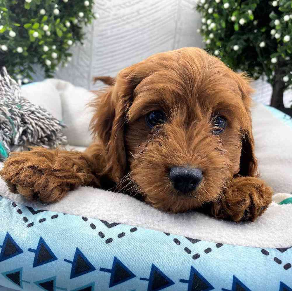 carousel pet images