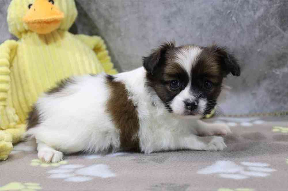 carousel pet images