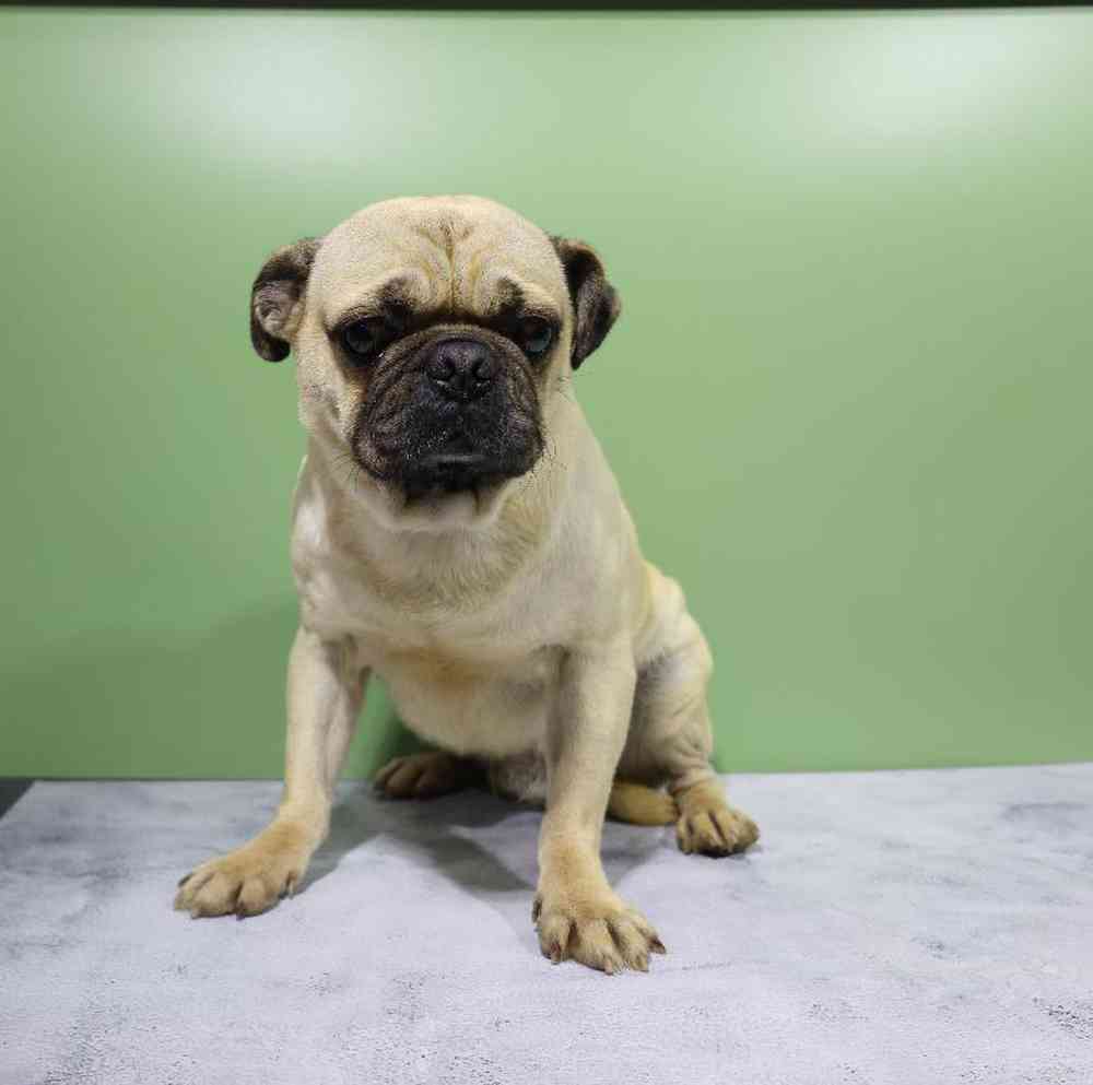 carousel pet images