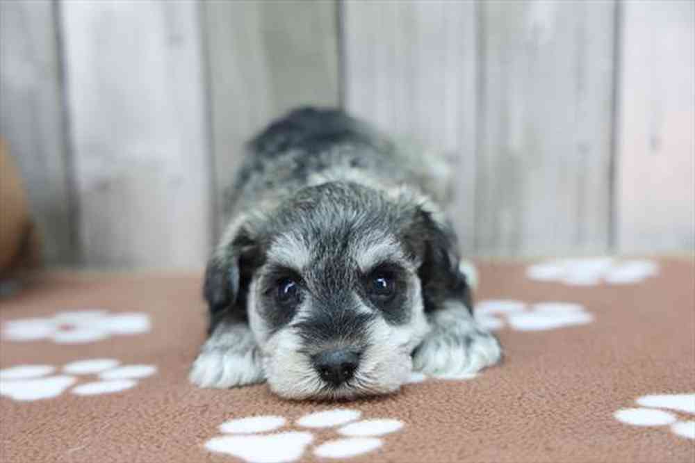 carousel pet images