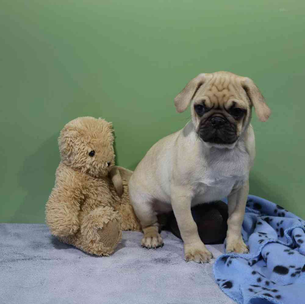 Male Pug Puppy for Sale in Millersburg, IN