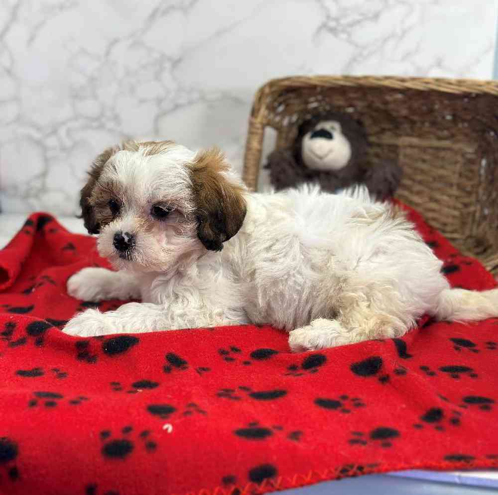 carousel pet images
