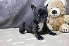 Frenchton