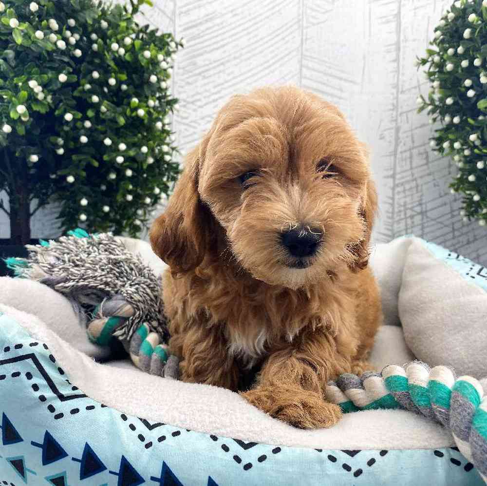 carousel pet images