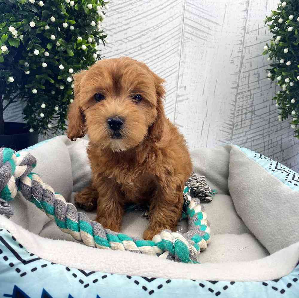 carousel pet images