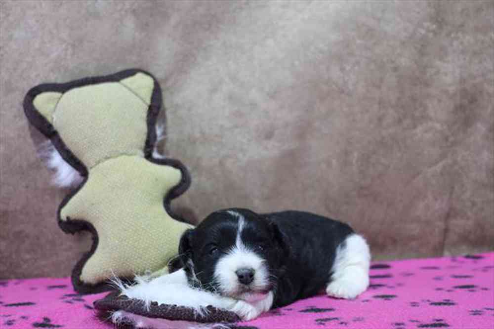 carousel pet images