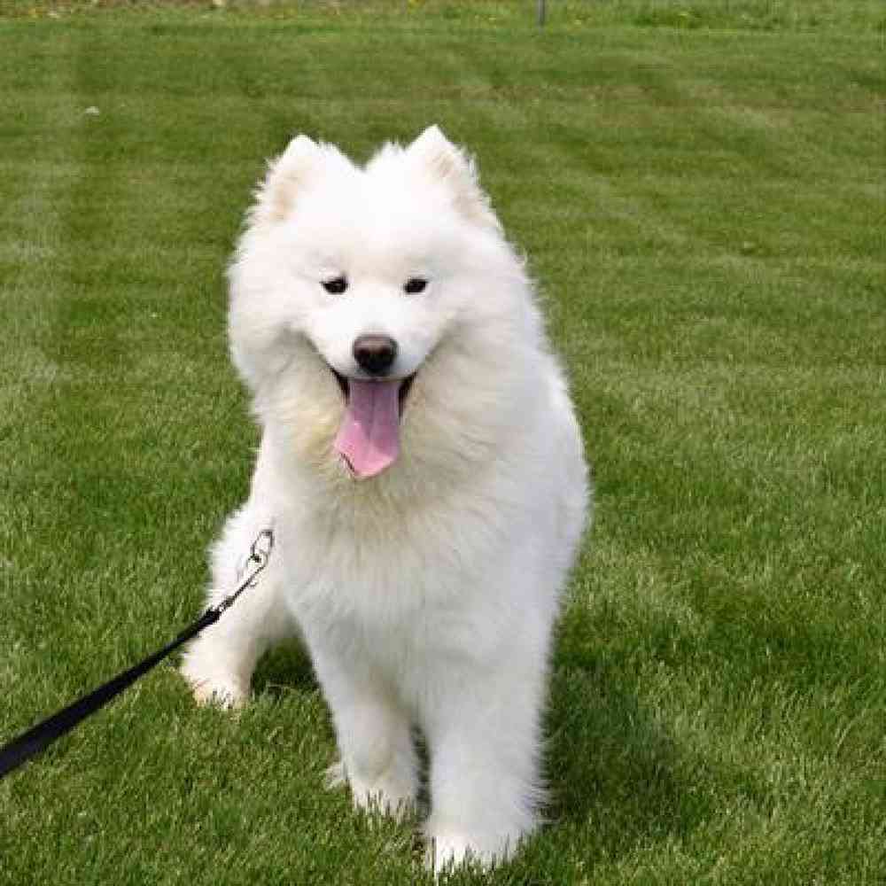 Female Samoyed Puppy for Sale in Millersburg, IN