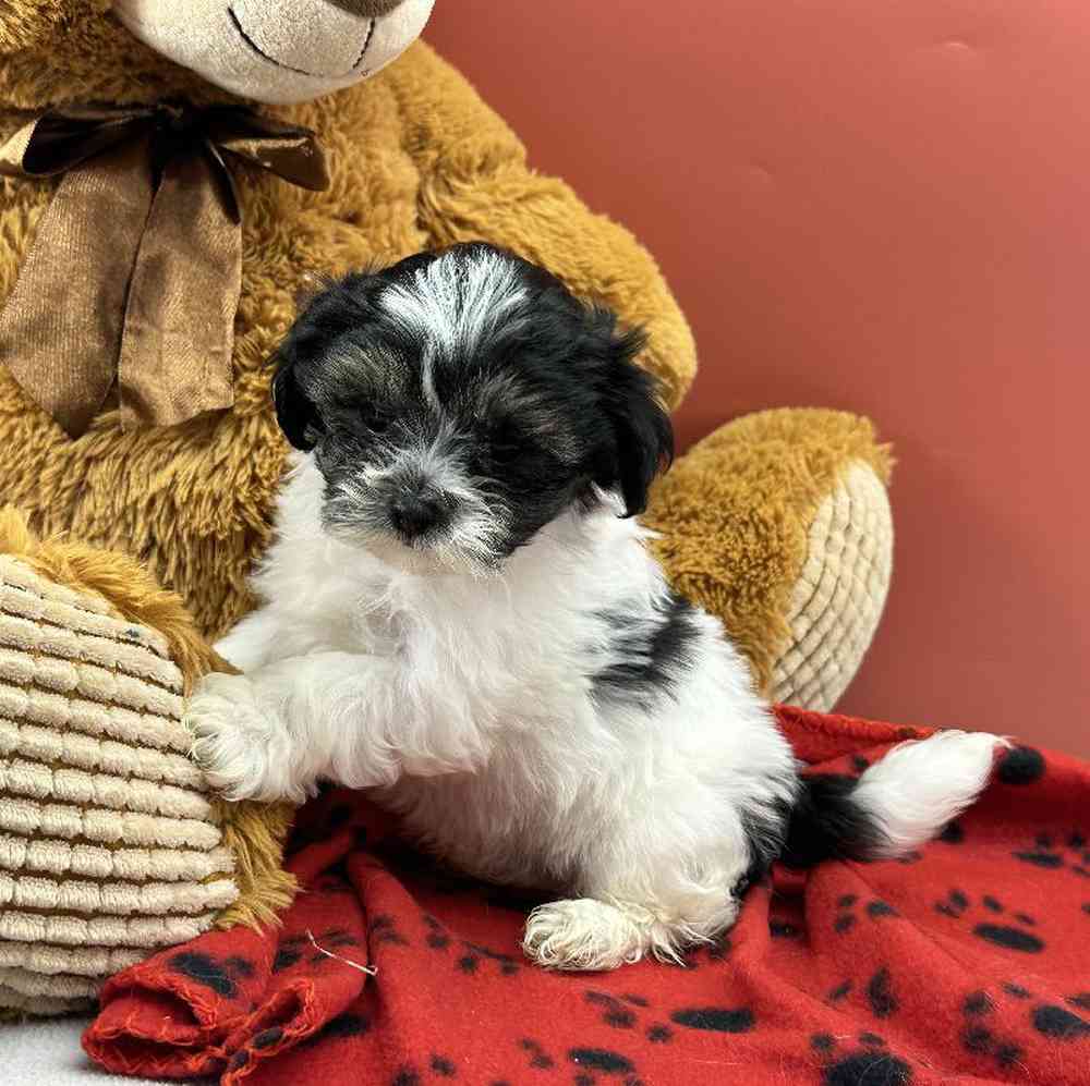 carousel pet images