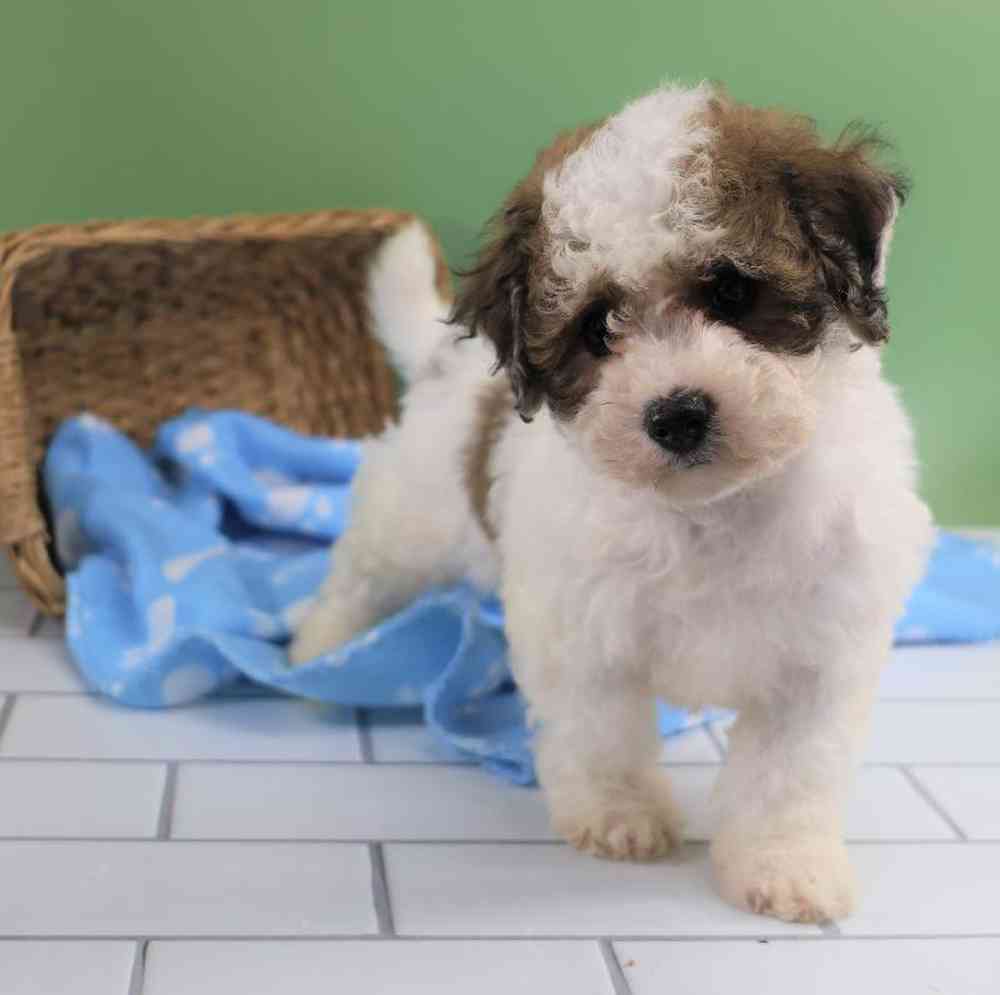 carousel pet images